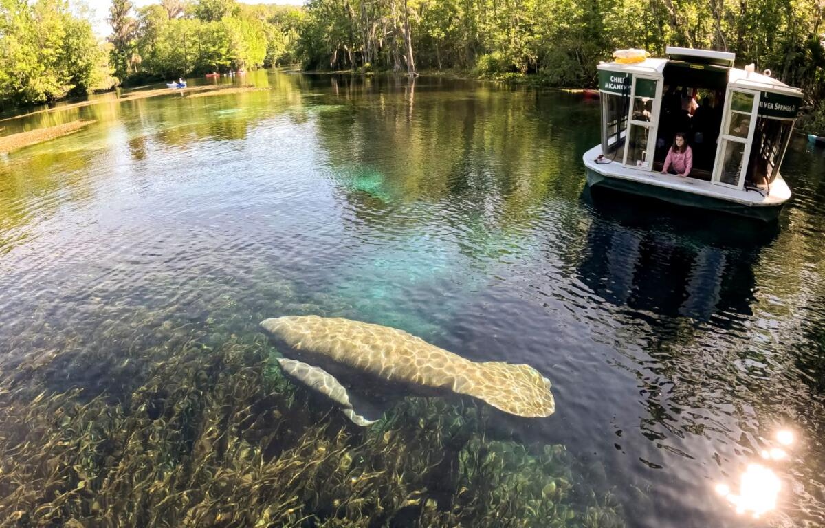 manatee with baby glass bottom boat silver springs ocala florida