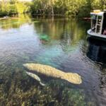 manatee with baby glass bottom boat silver springs ocala florida