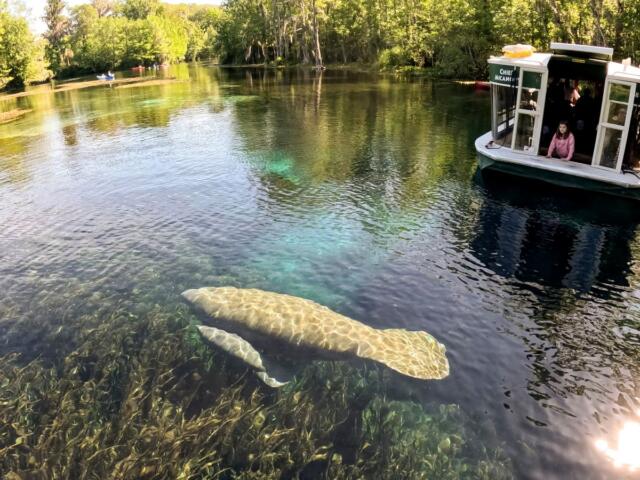 manatee with baby glass bottom boat silver springs ocala florida