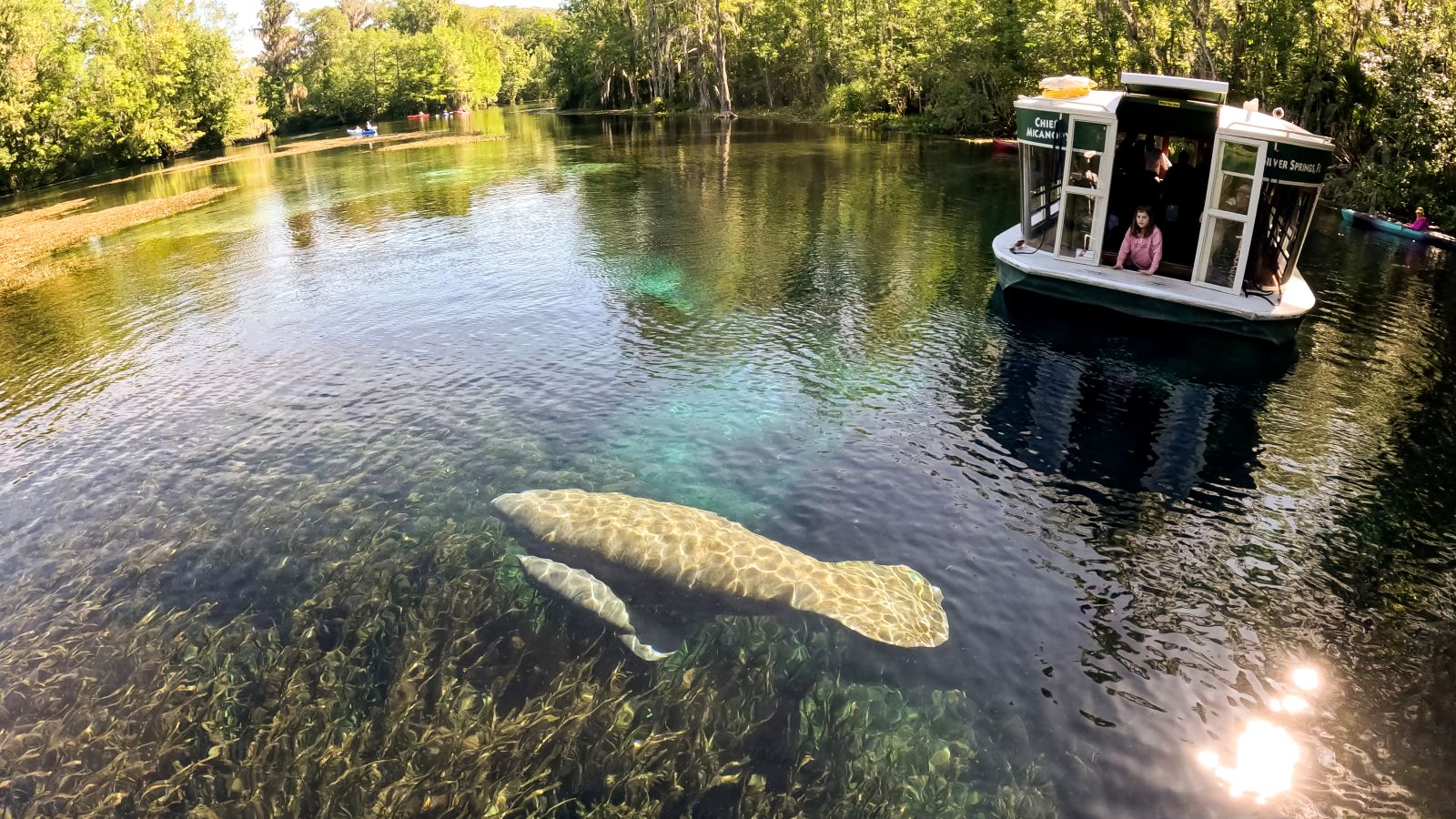 manatee with baby glass bottom boat silver springs ocala florida