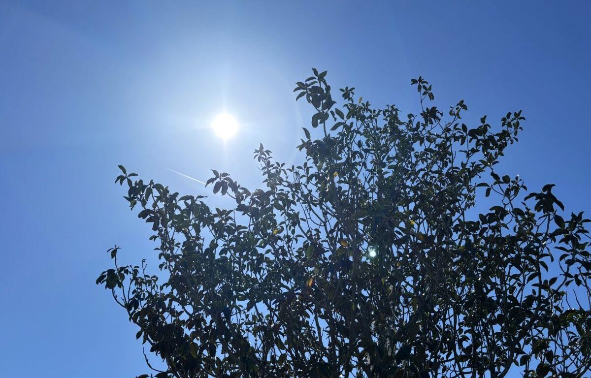 weather ocala florida sunny