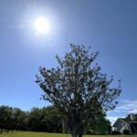 sunshine summerfield marion county florida