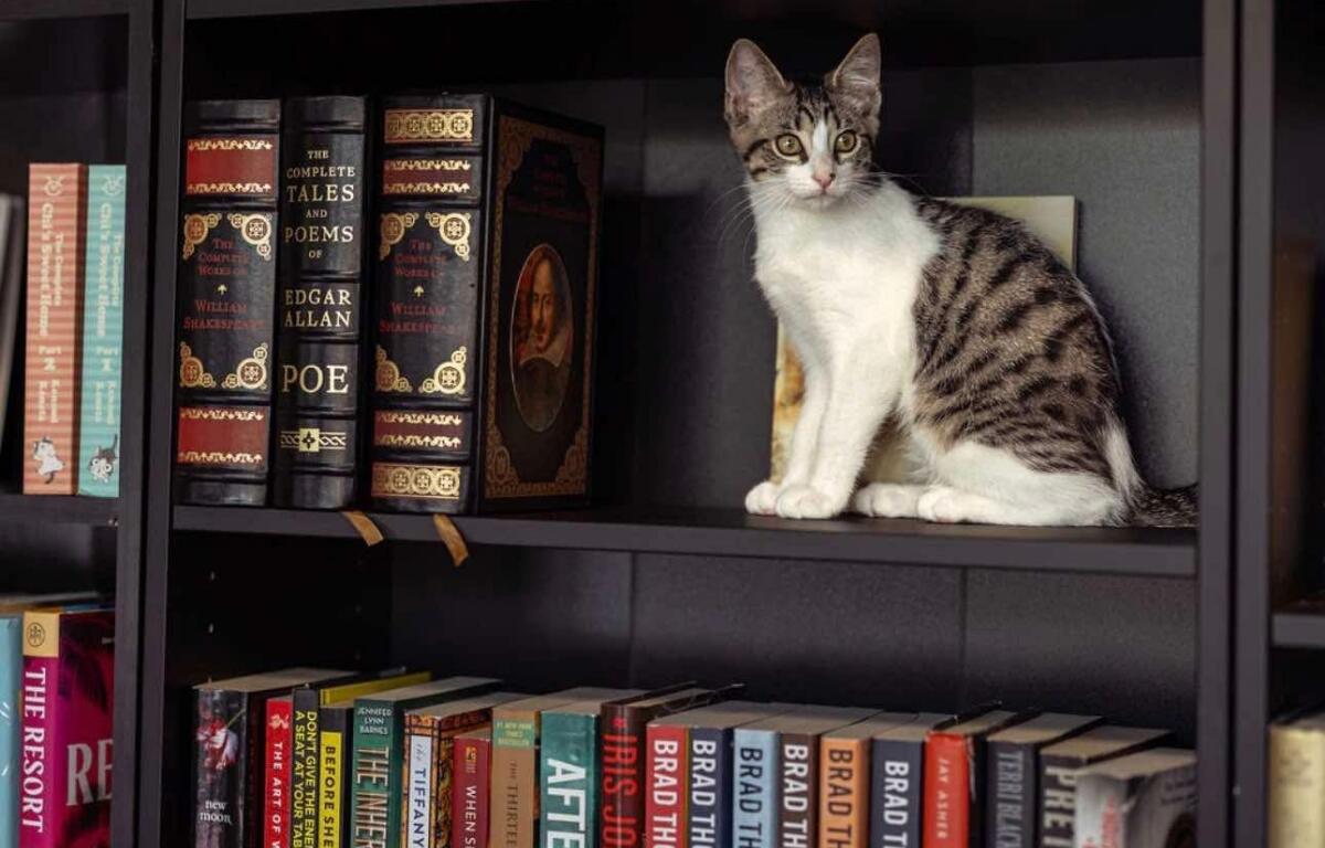 A tabby and white cat sits on a bookshelf among hardcover books, looking at the camera.