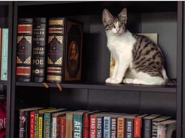 A tabby and white cat sits on a bookshelf among hardcover books, looking at the camera.