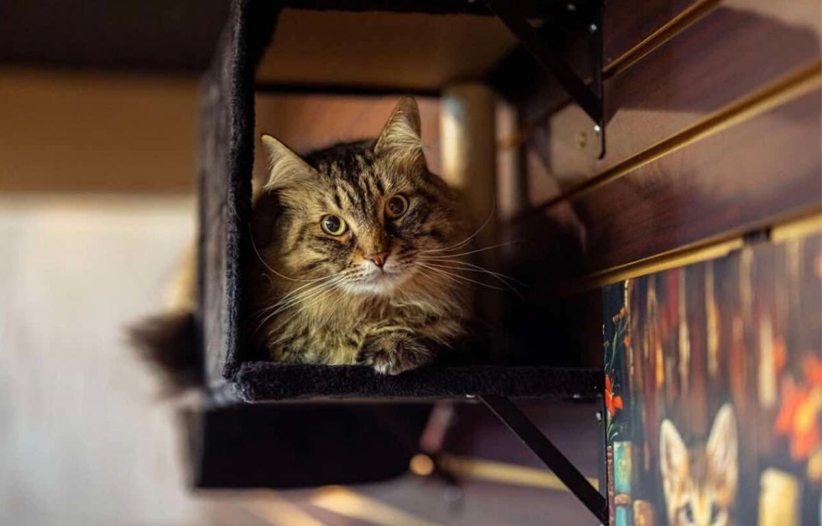 Cat with amber eyes peeks out from a dark cubby on a shelf, looking curiously at the camera.