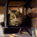 Cat with amber eyes peeks out from a dark cubby on a shelf, looking curiously at the camera.
