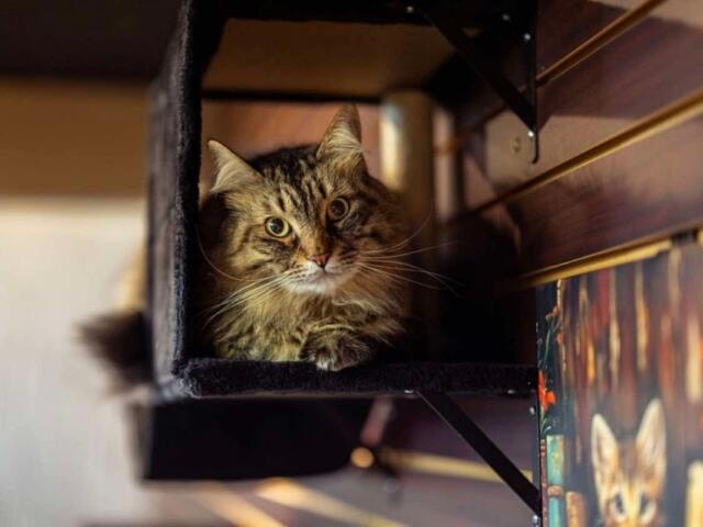 Cat with amber eyes peeks out from a dark cubby on a shelf, looking curiously at the camera.