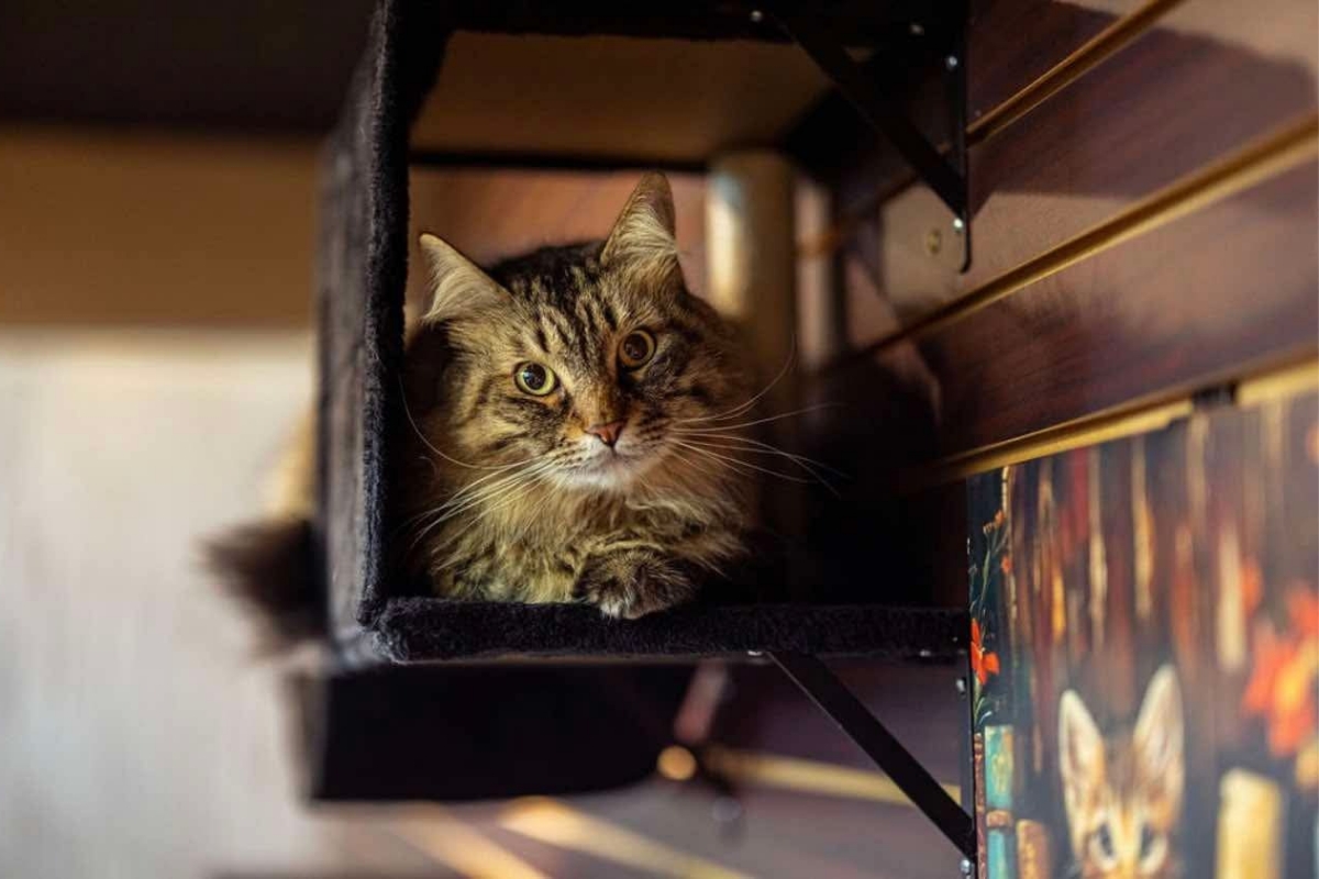 Cat with amber eyes peeks out from a dark cubby on a shelf, looking curiously at the camera.