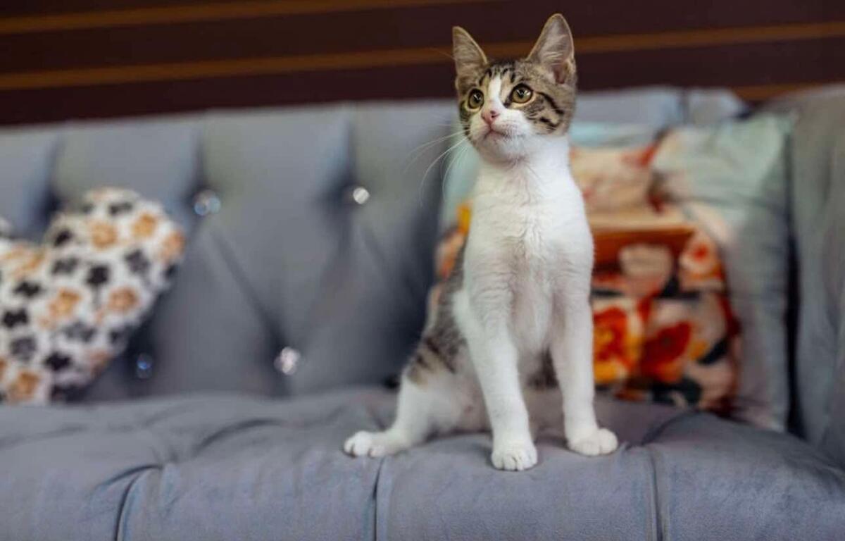 Young tabby-and-white kitten sitting upright on a gray sofa, looking up curiously.