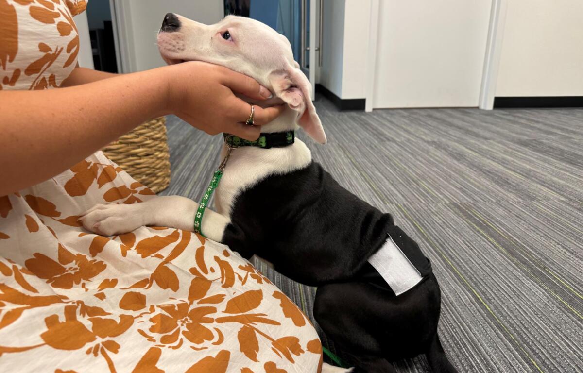 Person holding a white-headed dog with a green collar, indoors on a striped carpet.