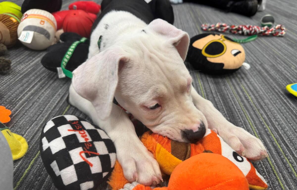 White puppy lying on a gray striped carpet surrounded by colorful plush toys and rope toys, gazing downward.