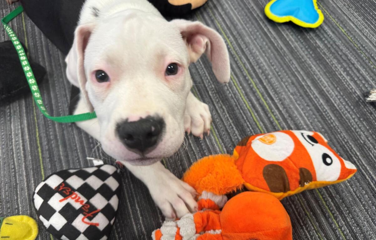 Close-up of a white puppy with a green collar on a striped gray rug, surrounded by colorful plush toys including an orange octopus.