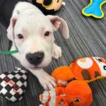 Close-up of a white puppy with a green collar on a striped gray rug, surrounded by colorful plush toys including an orange octopus.