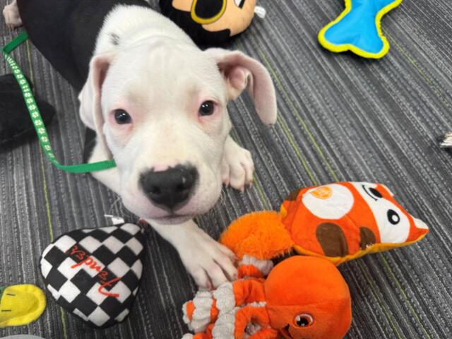 Close-up of a white puppy with a green collar on a striped gray rug, surrounded by colorful plush toys including an orange octopus.