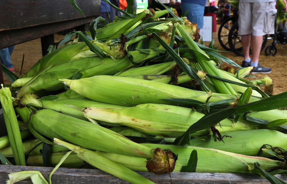 Pile of fresh corn on the cob with green husks on a wooden market display.