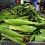 Pile of fresh corn on the cob with green husks on a wooden market display.