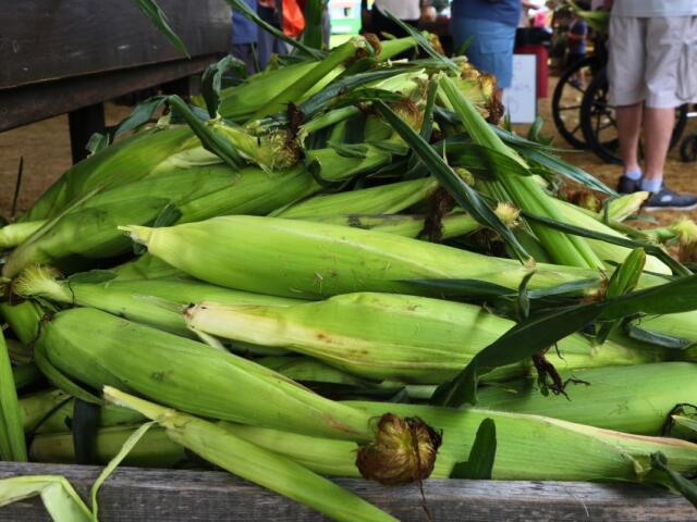 Pile of fresh corn on the cob with green husks on a wooden market display.