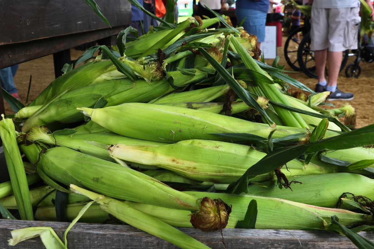 Pile of fresh corn on the cob with green husks on a wooden market display.