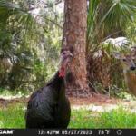 florida fish wildlife conservation commission wildlife watch trail cam turkey deer