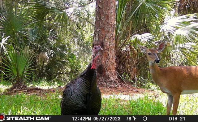 florida fish wildlife conservation commission wildlife watch trail cam turkey deer