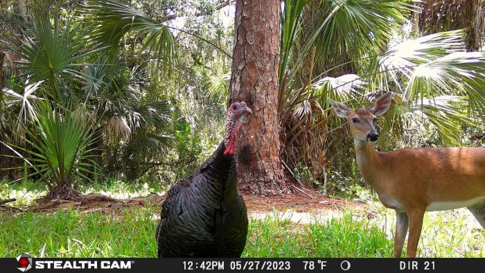 florida fish wildlife conservation commission wildlife watch trail cam turkey deer