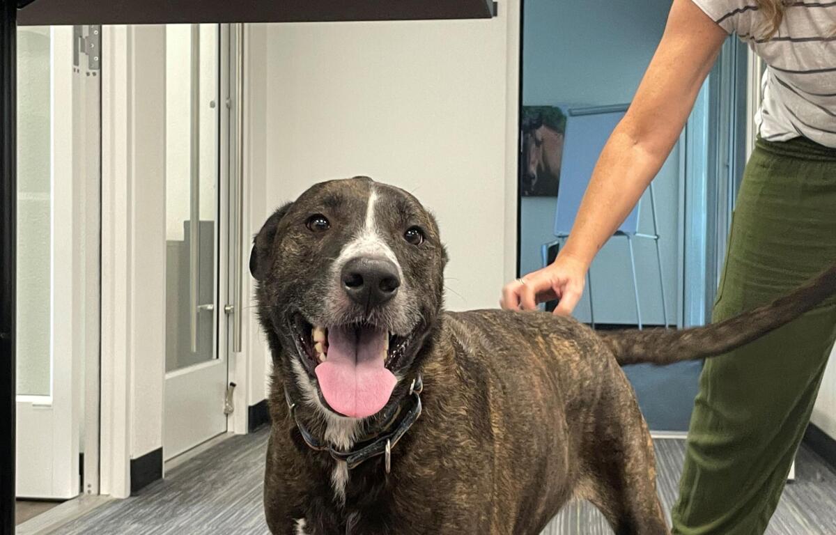 Brindle dog facing the camera with tongue out, indoors, a person in green pants stands nearby on the right.