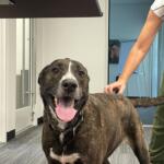 Brindle dog facing the camera with tongue out, indoors, a person in green pants stands nearby on the right.
