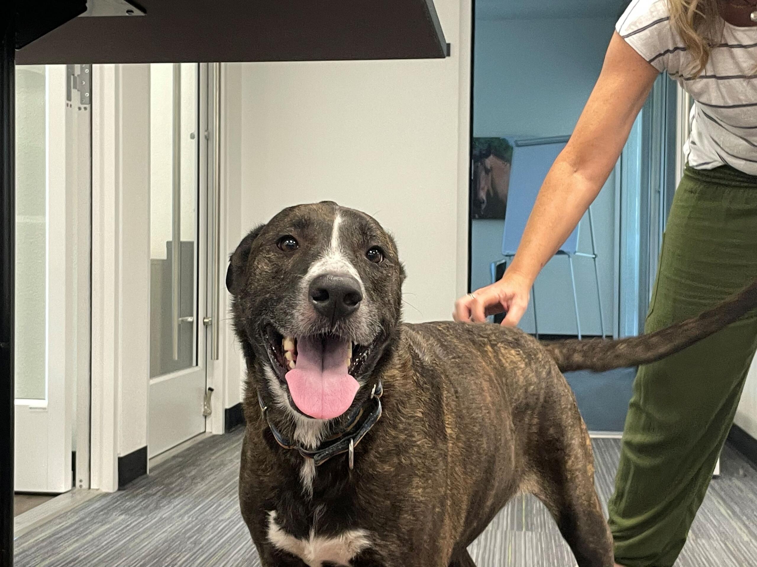 Brindle dog facing the camera with tongue out, indoors, a person in green pants stands nearby on the right.