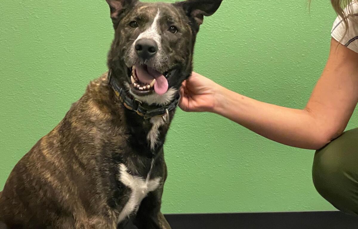 Happy brindle dog with tongue out, wearing a collar, being petted by a person in a white shirt against a green wall.