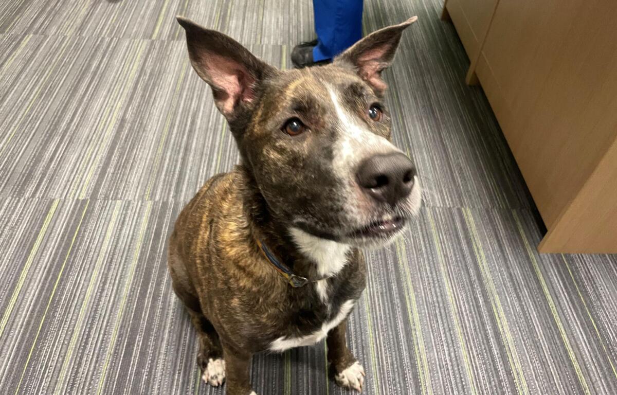 Brindle dog with white chest sits on a striped carpet, looking up at the camera.