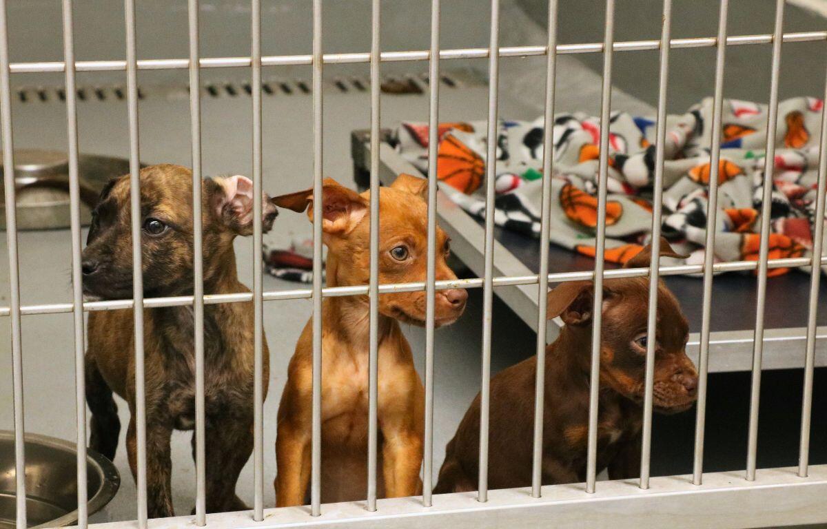 Three puppies sit together in a kennel, looking at people through the bars. They have a small table with a blanket behind them and feeding bowls next to them.