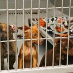 Three puppies sit together in a kennel, looking at people through the bars. They have a small table with a blanket behind them and feeding bowls next to them.