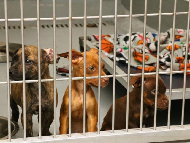 Three puppies sit together in a kennel, looking at people through the bars. They have a small table with a blanket behind them and feeding bowls next to them.