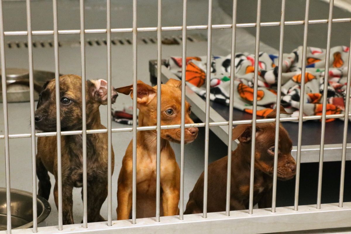 Three puppies sit together in a kennel, looking at people through the bars. They have a small table with a blanket behind them and feeding bowls next to them.