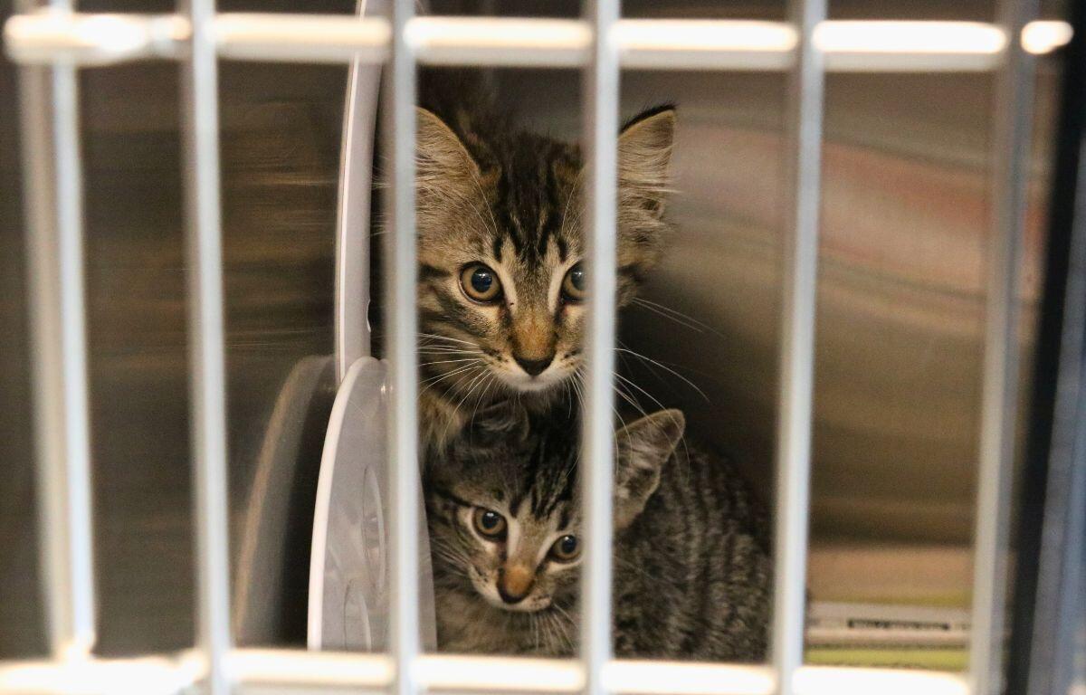 Two kittens look at people through cage bars.