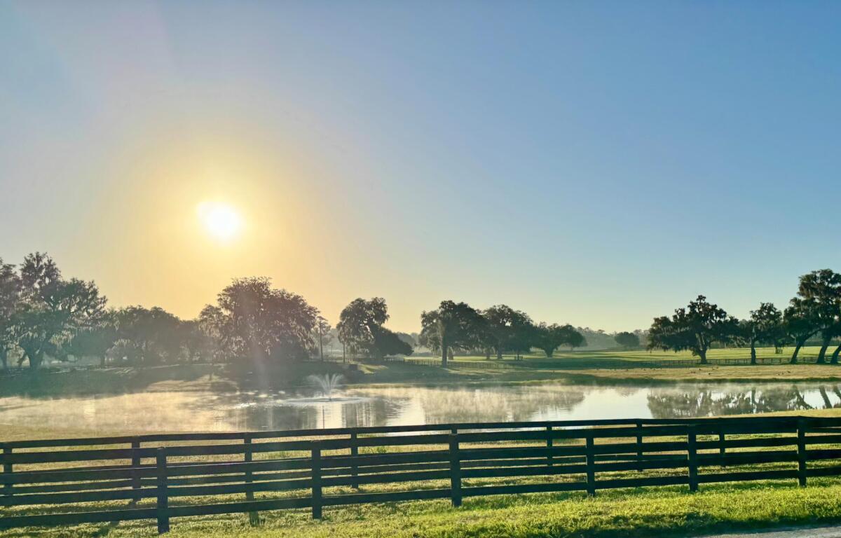 Early morning sun over a misty pond, with a wooden fence and row of trees along the shore.