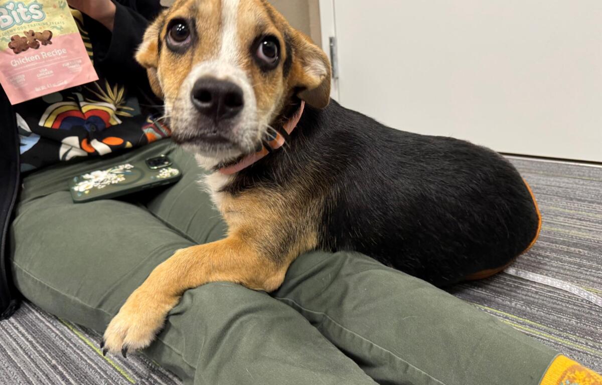 Close-up of a beagle mix dog looking at the camera while sitting on a person’s lap; a pink bag of Bits Chicken Recipe dog treats is visible nearby.