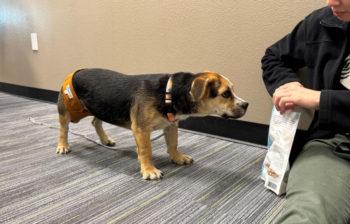 Small dog wearing orange pants sniffing a bag of treats handed by a person in a striped shirt indoors on a striped carpet.