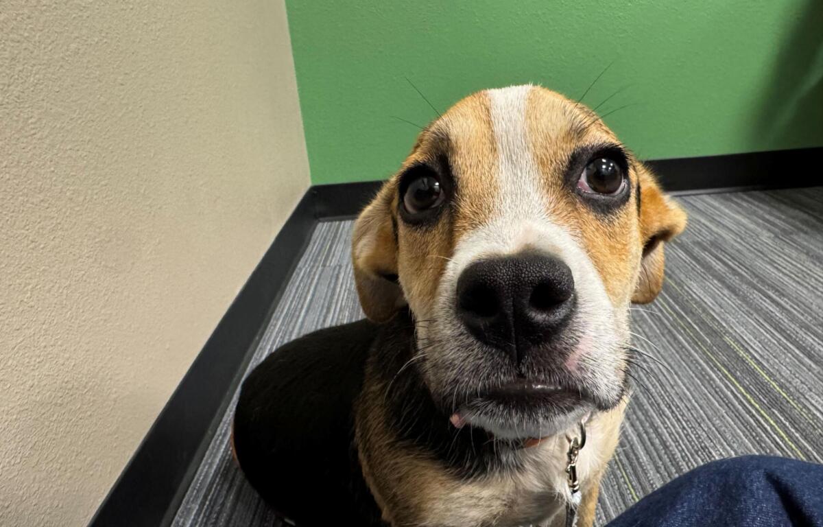 Close-up of a curious dog peering up at the camera, nose dominant in the foreground inside a room with green and beige walls.