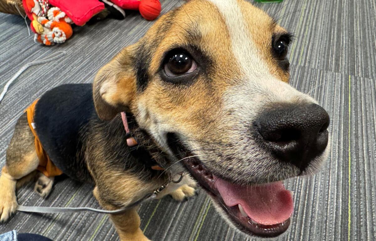 Close-up of a happy dog with tongue out, lying on a striped rug with colorful toys in the background.