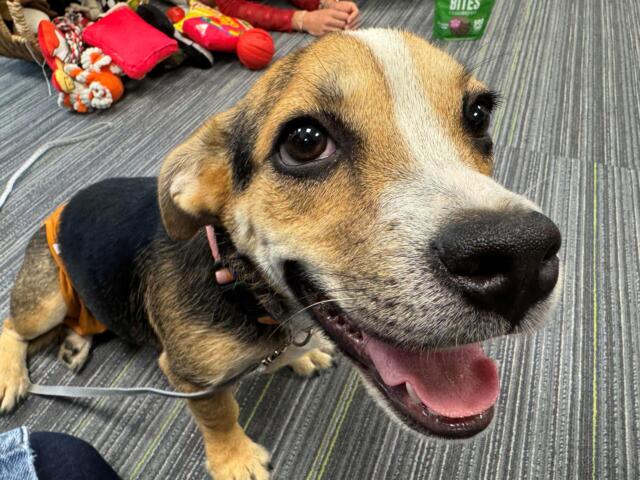 Close-up of a happy dog with tongue out, lying on a striped rug with colorful toys in the background.