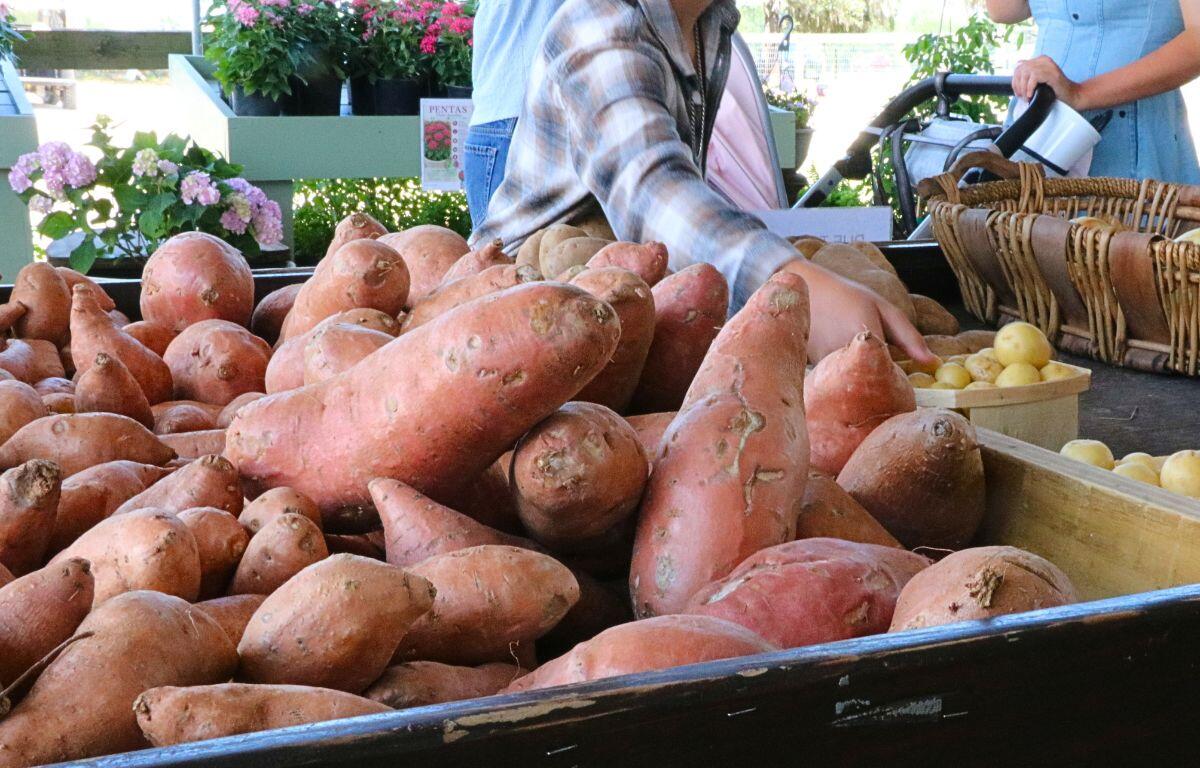 A pile of sweet potatoes on a market stand with a shopper reaching for produce at an outdoor market.