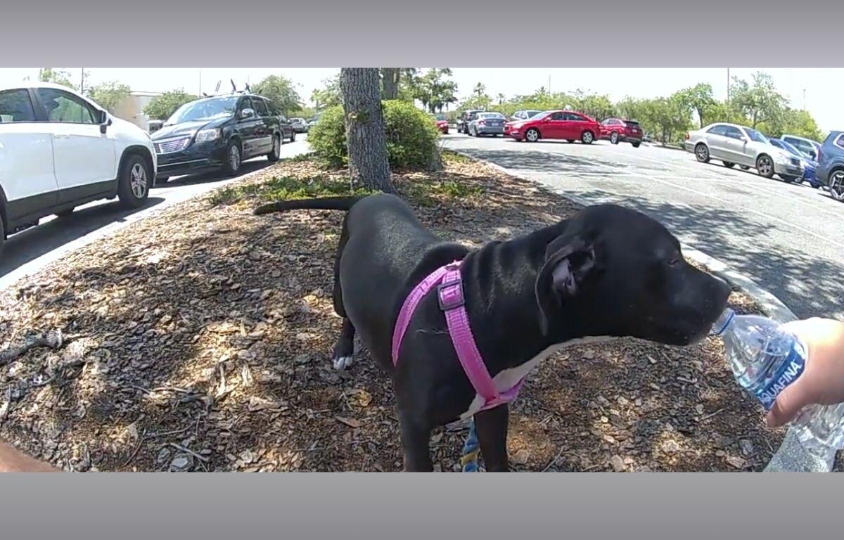 A body cam image of a black puppy in a pink harness drinking from a bottle of water.