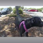 A body cam image of a black puppy in a pink harness drinking from a bottle of water.