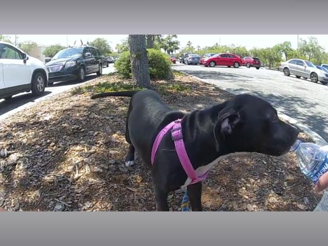 A body cam image of a black puppy in a pink harness drinking from a bottle of water.