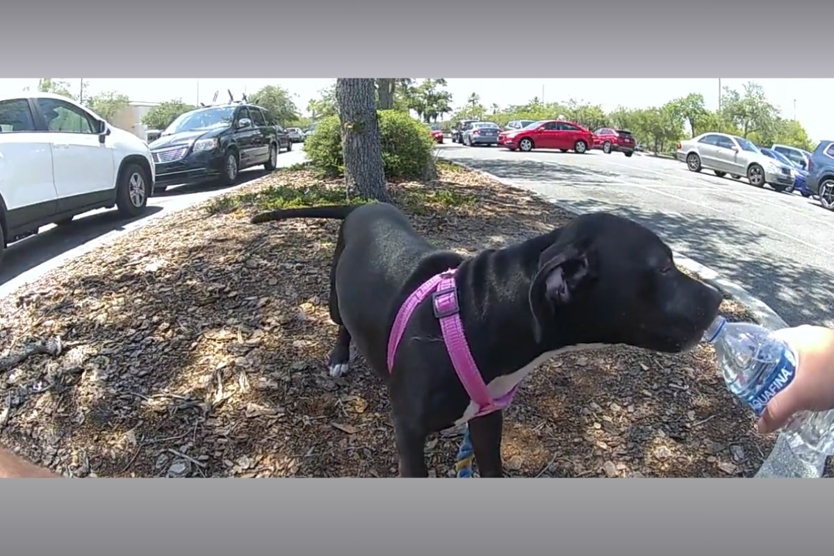 A body cam image of a black puppy in a pink harness drinking from a bottle of water.