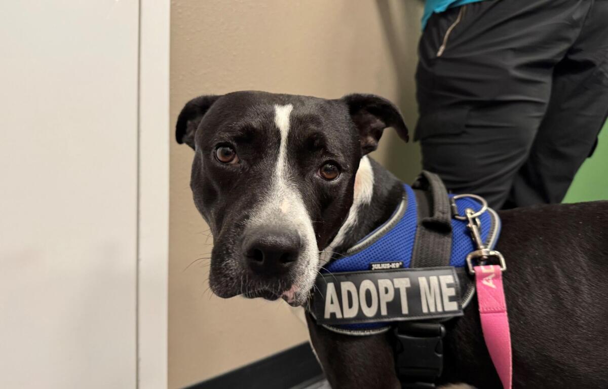 Black and white dog wearing a pink collar and blue harness with an 'ADOPT ME' tag.