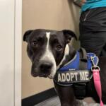 Black and white dog wearing a pink collar and blue harness with an 'ADOPT ME' tag.