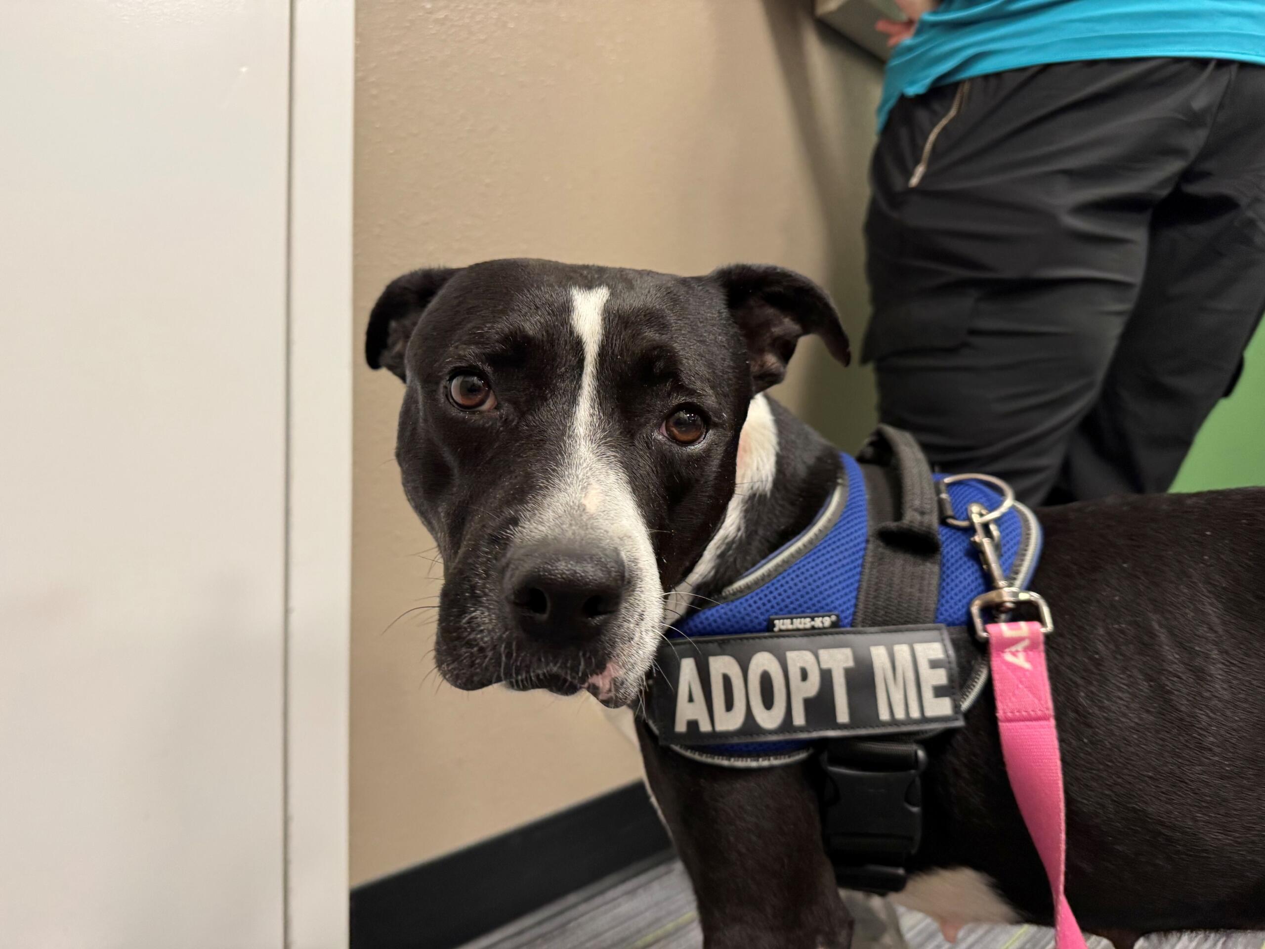 Black and white dog wearing a pink collar and blue harness with an 'ADOPT ME' tag.