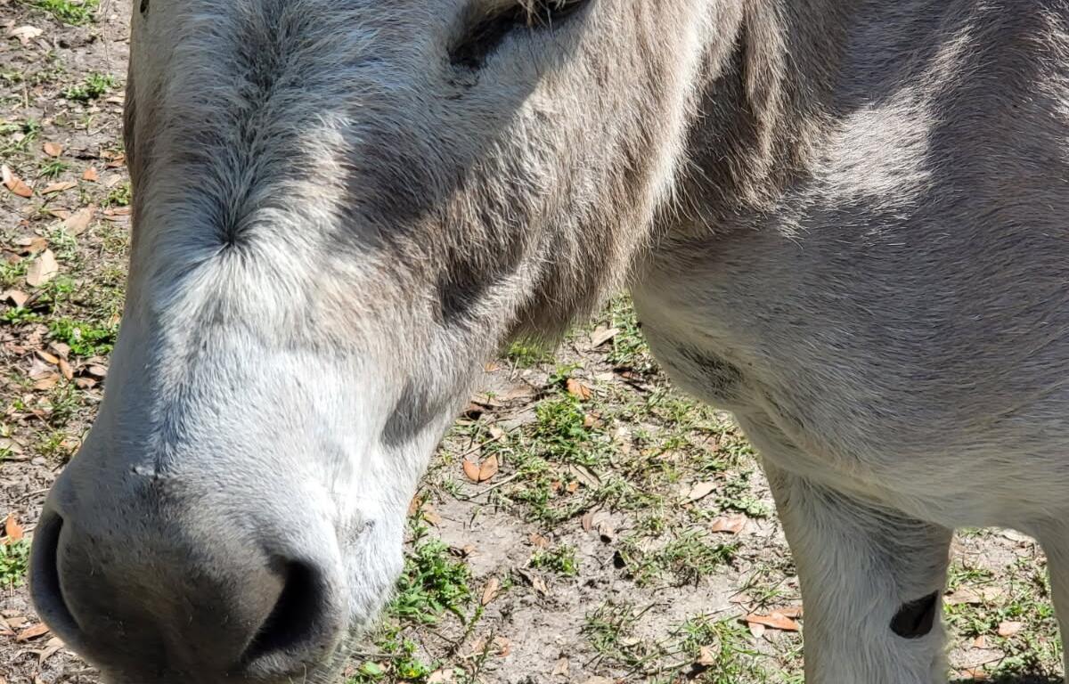 donkey ocala florida